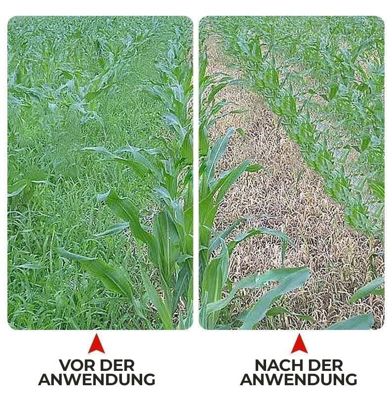 36 % Flüssiges Unkrautbekämpfungsmittel für Maisfelder | Nachauflauf-Formel zur Pflanzenkontrolle