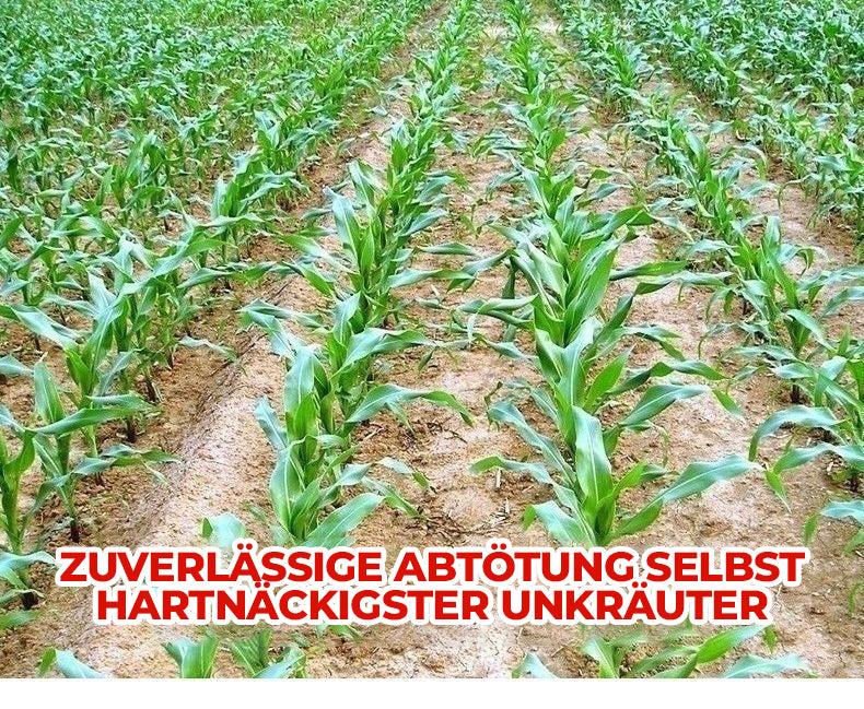 36 % Flüssiges Unkrautbekämpfungsmittel für Maisfelder | Nachauflauf-Formel zur Pflanzenkontrolle