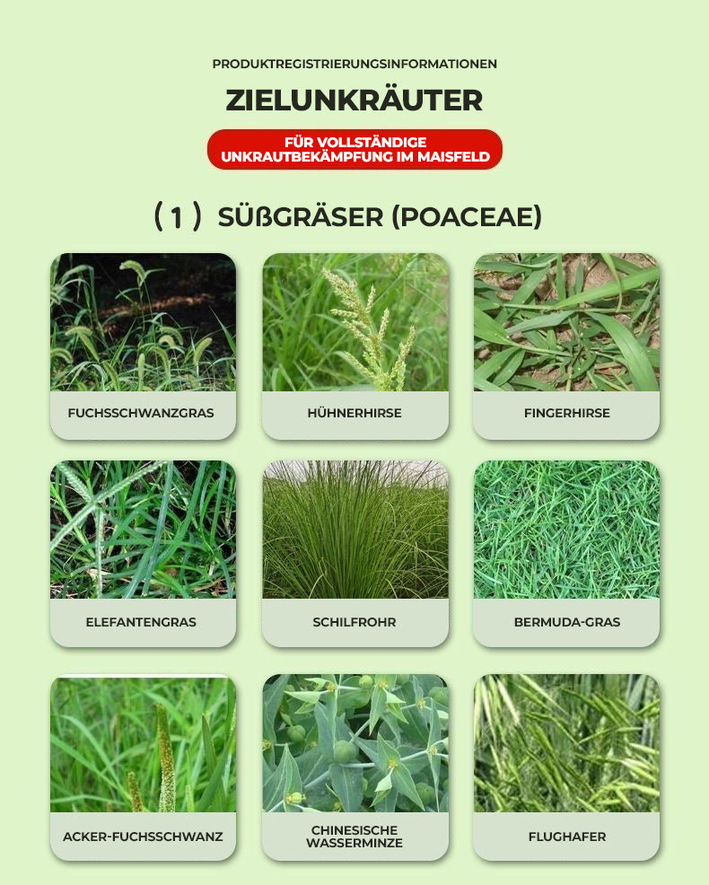 36 % Flüssiges Unkrautbekämpfungsmittel für Maisfelder | Nachauflauf-Formel zur Pflanzenkontrolle