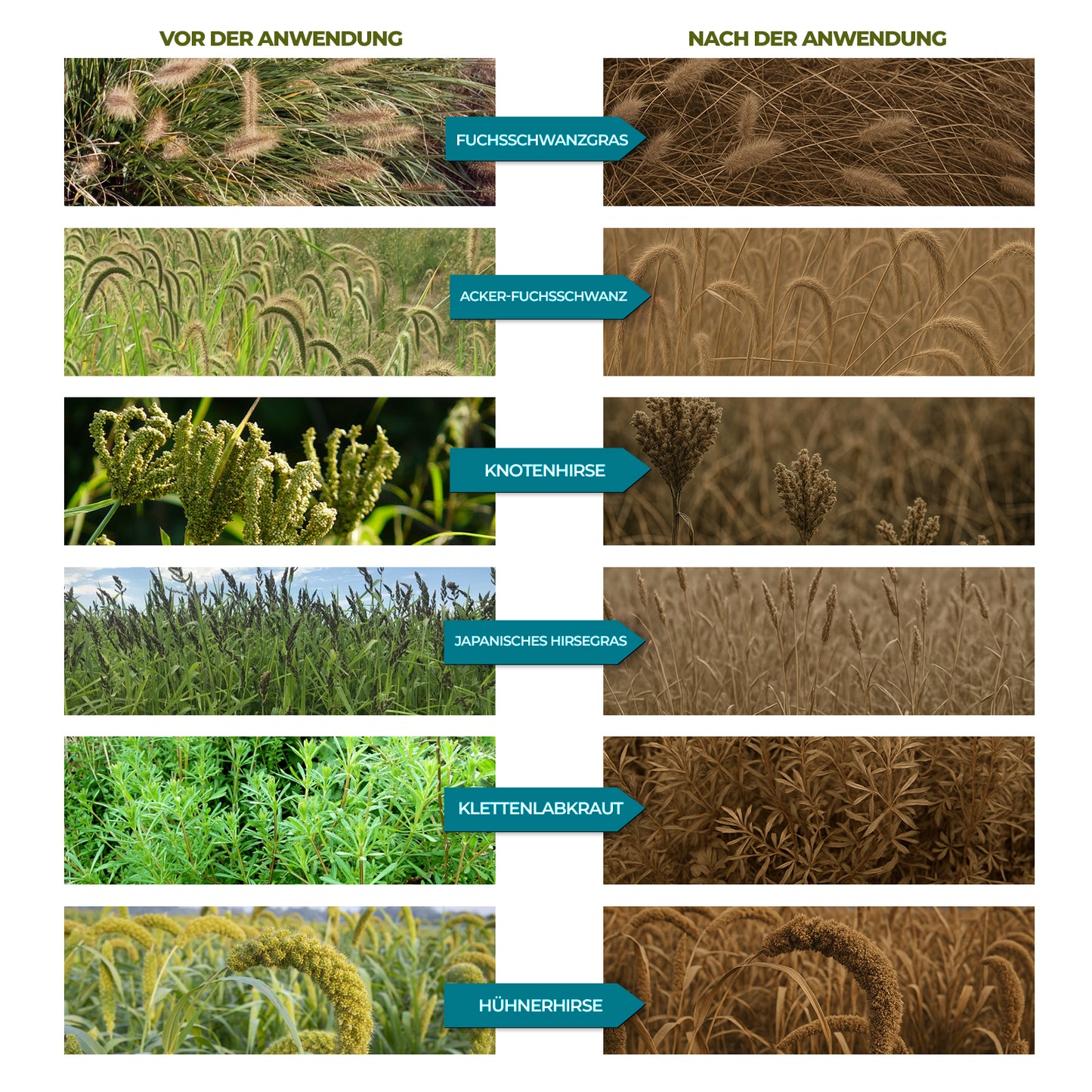 Glyphosate 41 % concentré – Herbicide pour le contrôle de la végétation et l'entretien des terres