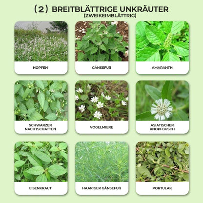 36 % Flüssiges Unkrautbekämpfungsmittel für Maisfelder | Nachauflauf-Formel zur Pflanzenkontrolle