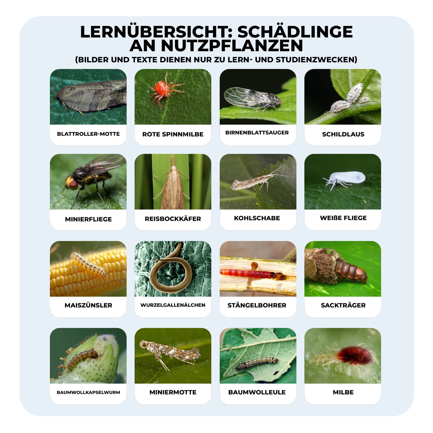 Abamectin 1,8 % EC – Insektizid & Akarizid für Gemüse, Obst und Zierpflanzen