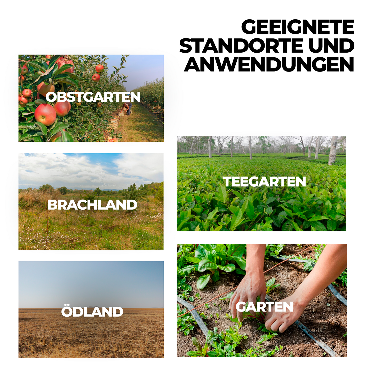 Glyphosat Herbizid Hochkonzentrat – Unkrautvernichter für Land- & Flächenpflege (Gelb)