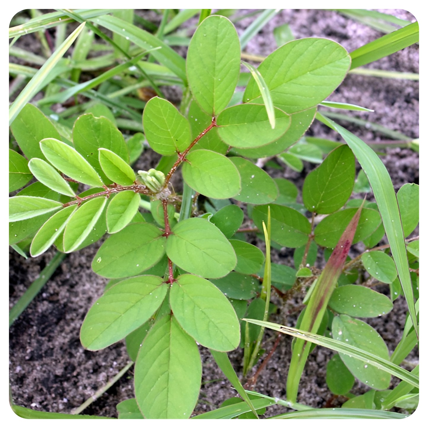 10 % Ethoxysulfuron-Herbizid (Nachauflauf) – Bekämpfung von Breitblattunkräutern in Soja- & Erdnussfeldern | 10 ml Packung
